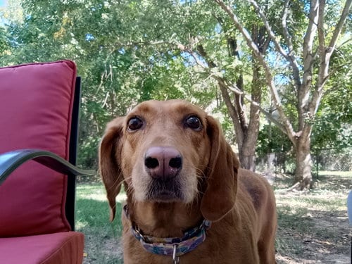 Photo of Mabel, adoptable Redbone Coonhound in St. Louis, Missouri