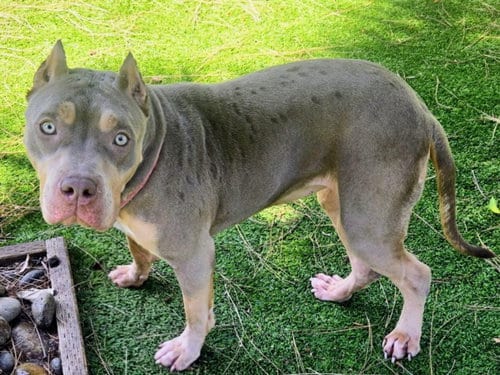 Photo of Kitana, adoptable Pit Bull Terrier in Van Nuys, California