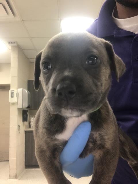 Photo of Pollie, adoptable Pit Bull Terrier in Conroe, Texas