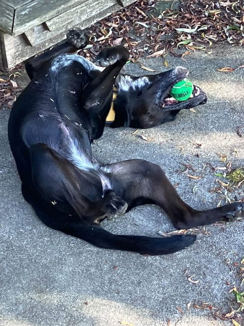 Photo of Lucia, adoptable Retriever in Bellingham, Washington