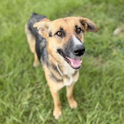 Photo of Camilla, adoptable German Shepherd Dog in Conroe, Texas