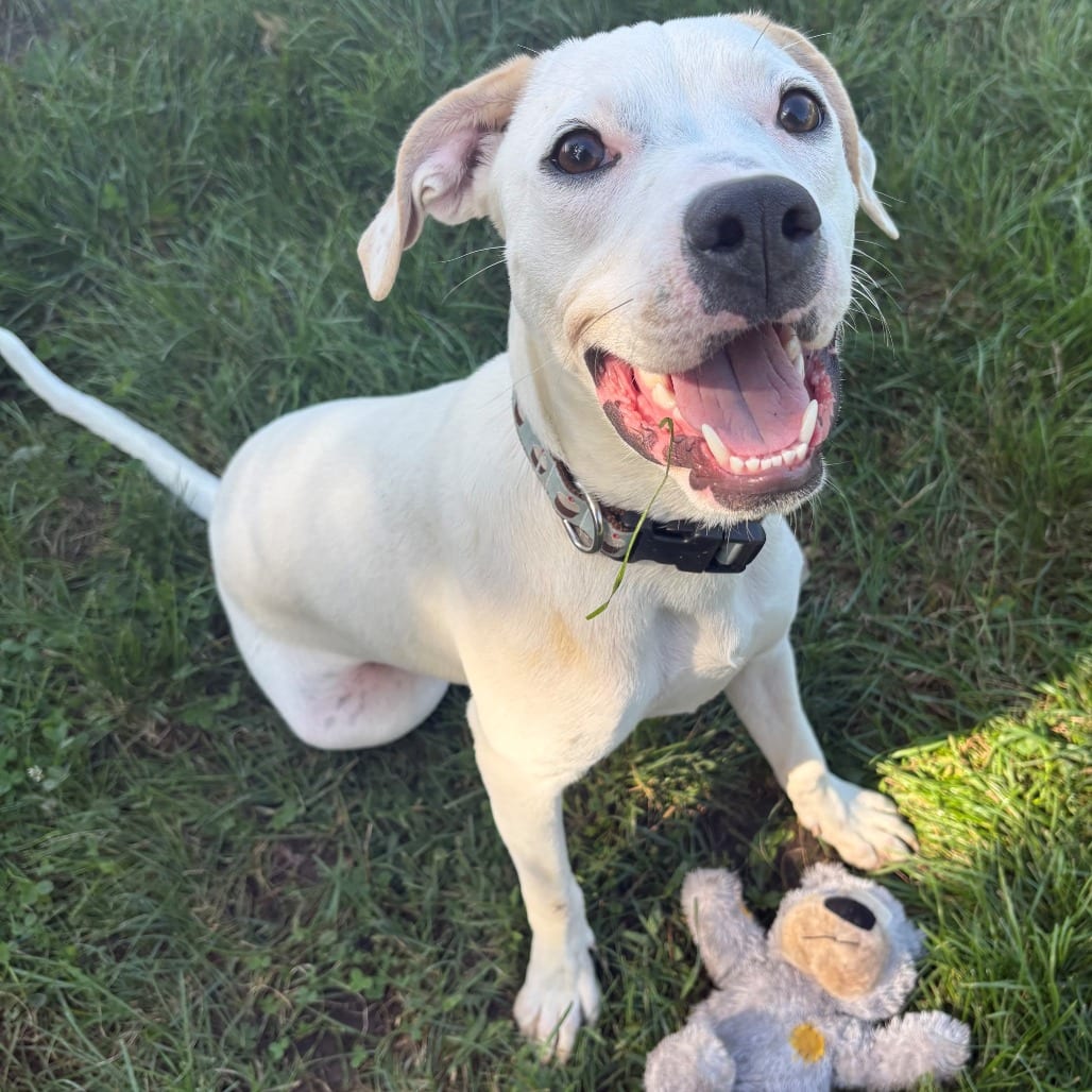 Photo of Savannah, adoptable Mixed Breed (Medium) in East Hanover, New Jersey