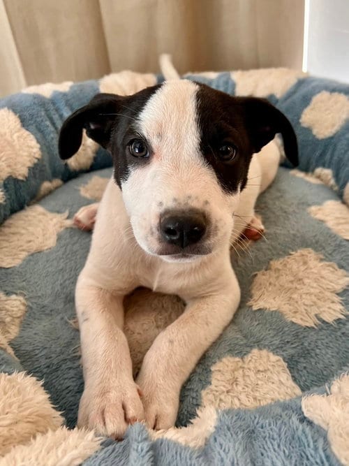 Photo of Scout, adoptable Terrier in Dana Point, California
