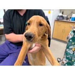 Photo of Clay, adoptable Mixed Breed (Medium) in Maumee, Ohio
