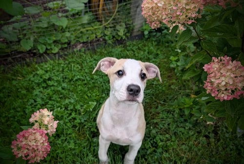 Photo of George (NY-Danielle), adoptable Labrador Retriever in SHERBURNE, New York