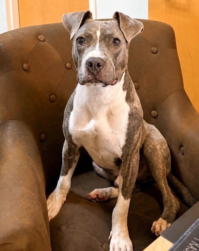 Photo of Otter, adoptable Mixed Breed in Ocala, Florida