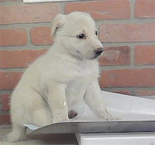 Photo of A2101918, adoptable Labrador Retriever in Houston, Texas