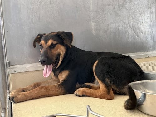 Photo of Jasper, adoptable German Shepherd Dog in Grand Prairie, Texas