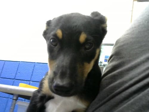 Photo of Bittle, adoptable Pembroke Welsh Corgi in Albuquerque, New Mexico