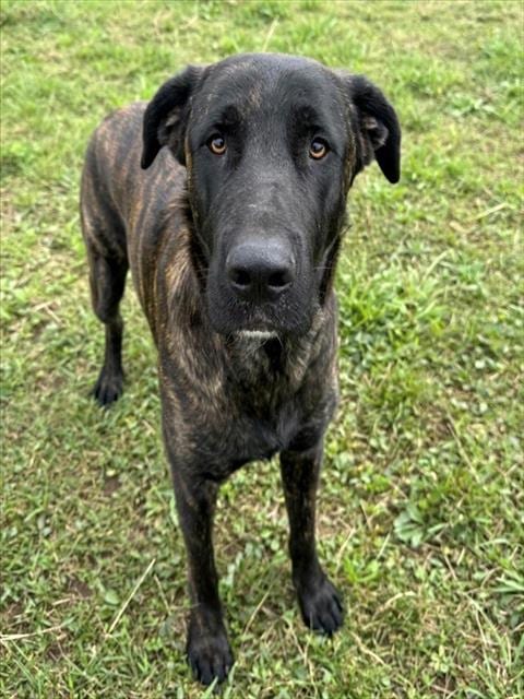 Photo of Dante, adoptable Cane Corso Mastiff in Baldwin Park, California