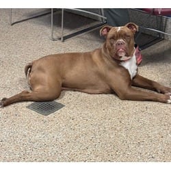 Photo of Sandra, adoptable English Bulldog in Doral, Florida