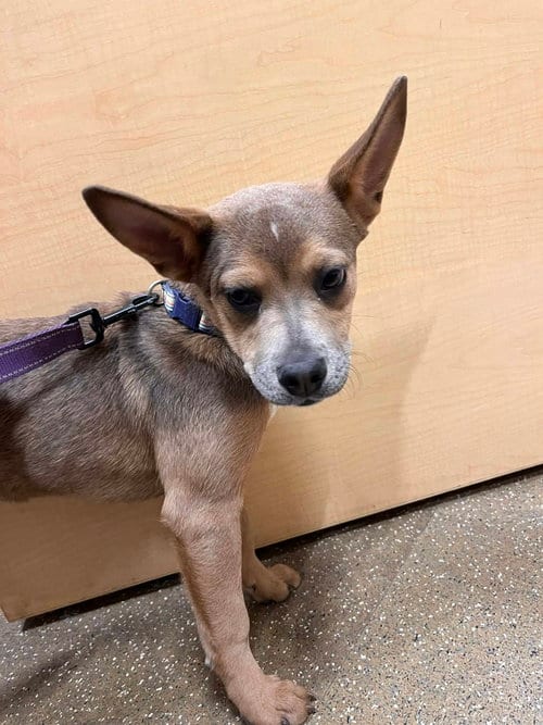 Photo of Nedi, adoptable Cattle Dog in Hinckley, Illinois