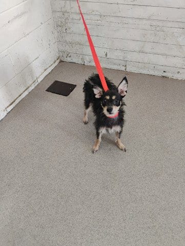 Photo of Paisley, adoptable Terrier in San Bernardino, California
