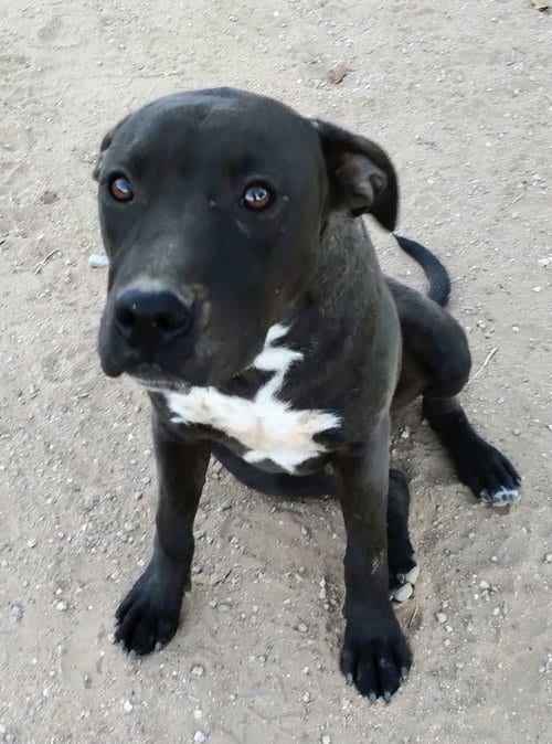 Photo of Brad Pitt, adoptable Labrador Retriever in Apple Valley, California