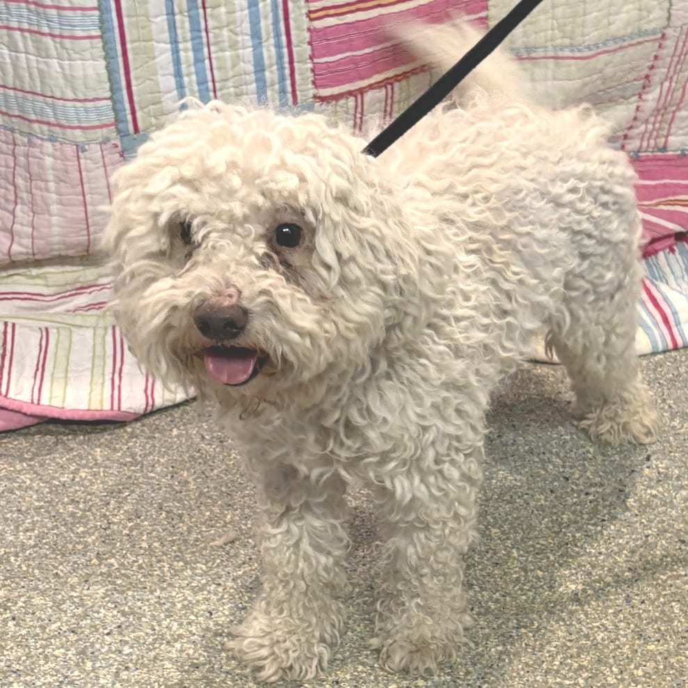 Photo of Fluff the Magic Dog - Chino Hills Location, adoptable Poodle, Miniature