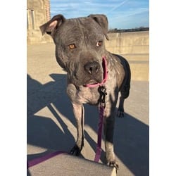 Photo of Blueberry Granola, adoptable American Pit Bull Terrier in Kansas City, Missouri