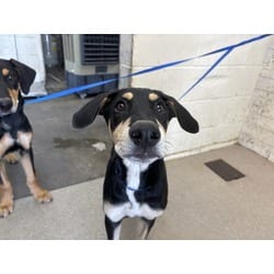 Photo of Arthur, adoptable Doberman Pinscher in San Bernardino, California