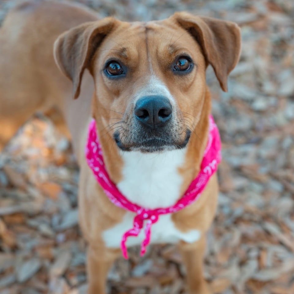 Photo of Ginger, adoptable Mixed Breed (Medium) in Milton, Florida