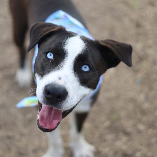 Photo of Gus, adoptable Labrador Retriever in San Antonio, Texas