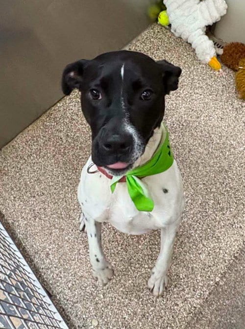 Photo of Harvey, adoptable Pointer in Martinsburg, West Virginia