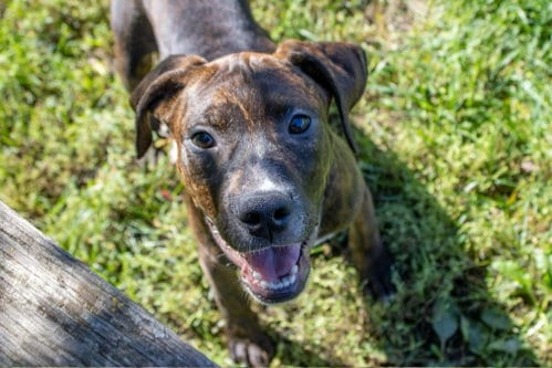 Photo of Merritt, adoptable Pit Bull Terrier in AUSTIN, Minnesota