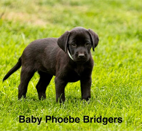 Photo of Baby Phoebe Bridgers, adoptable Labrador Retriever in Sandy, Utah