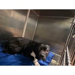 Photo of Bolt, adoptable Boston Terrier in Baton Rouge, Louisiana