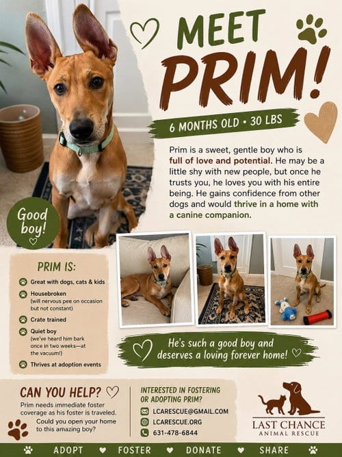 Photo of Prim, adoptable Shepherd in Holbrook, New York