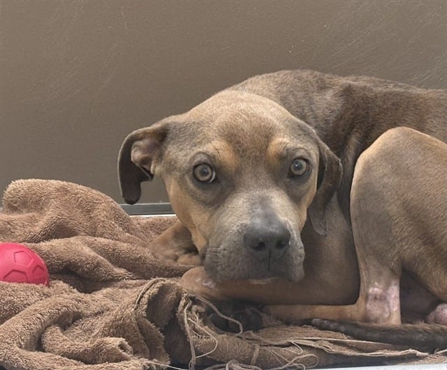 Photo of Baltimore, adoptable dog