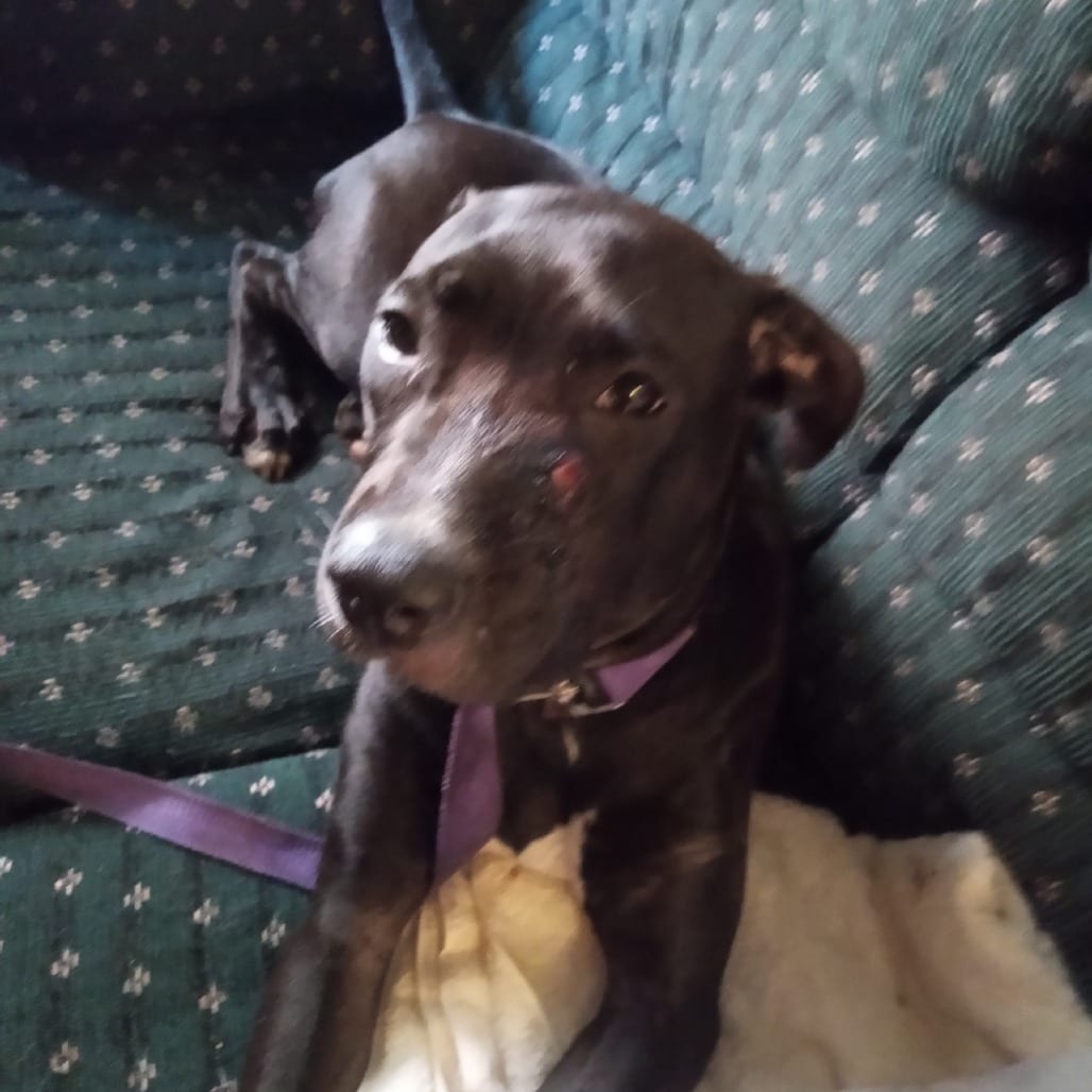 Photo of Janie, adoptable Mixed Breed (Medium) in St. Louis, Missouri