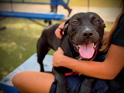 Photo of Beans, adoptable Pit Bull Terrier in Orlando, Florida
