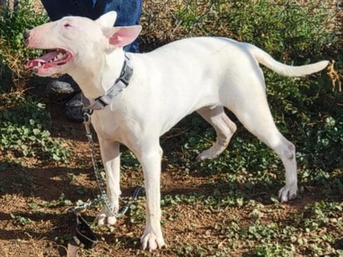 Photo of Tofu, adoptable Bull Terrier in Santa Fe, New Mexico