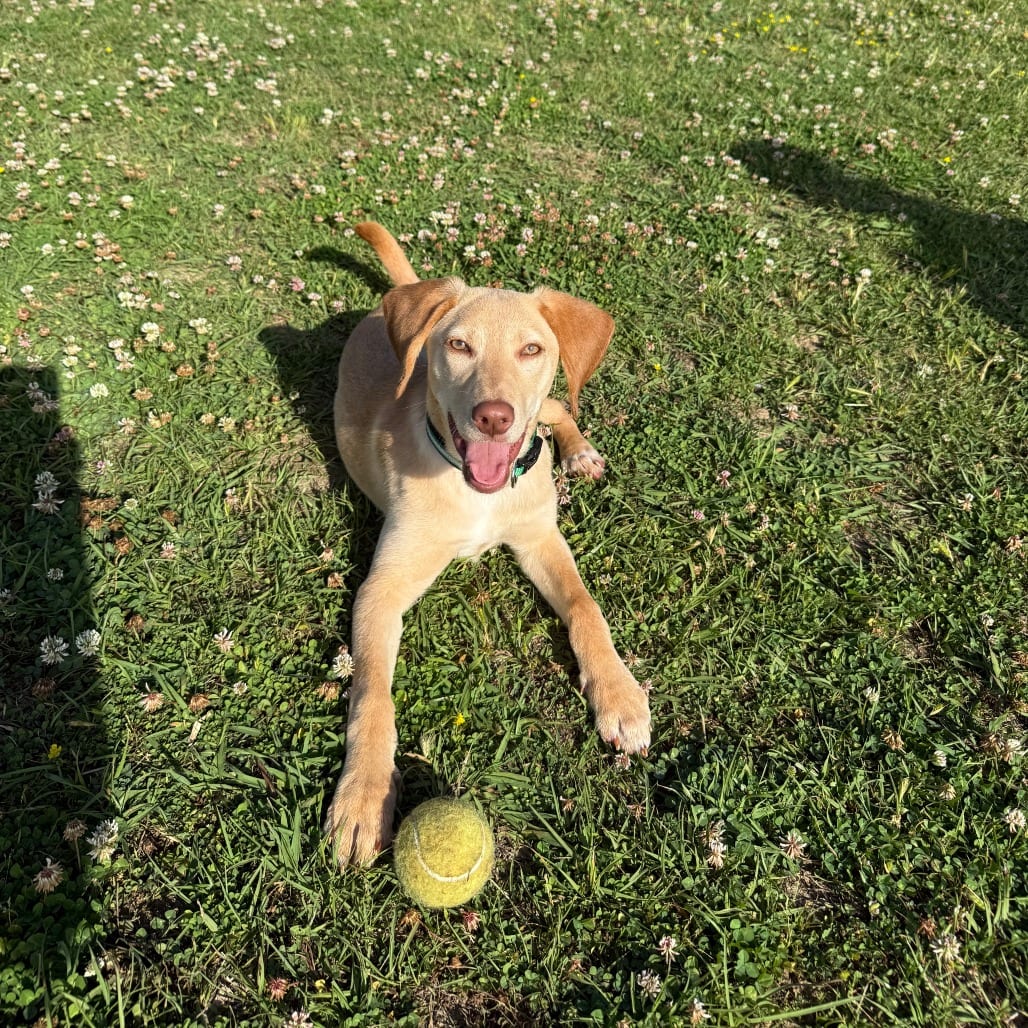 Photo of Mary Anna, adoptable Mixed Breed (Small)