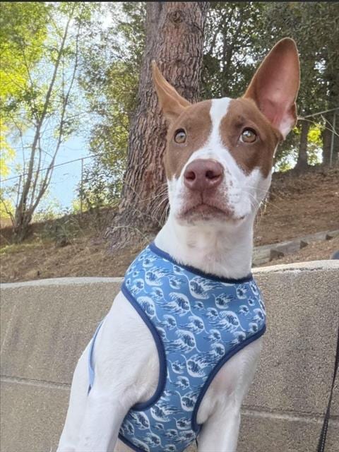 Photo of Angie, adoptable Rat Terrier in Chatsworth, California