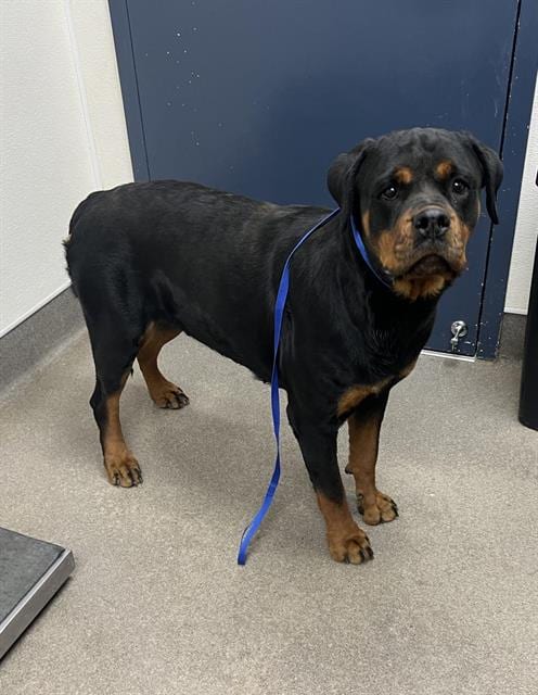 Photo of A128630, adoptable Rottweiler in HESPERIA, California