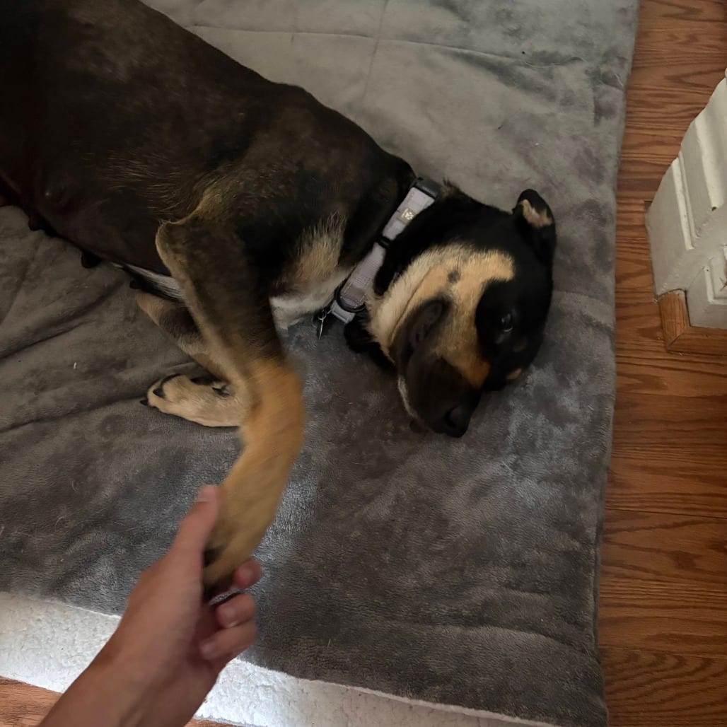 Photo of May, adoptable Mixed Breed (Medium) in Buffalo, Minnesota