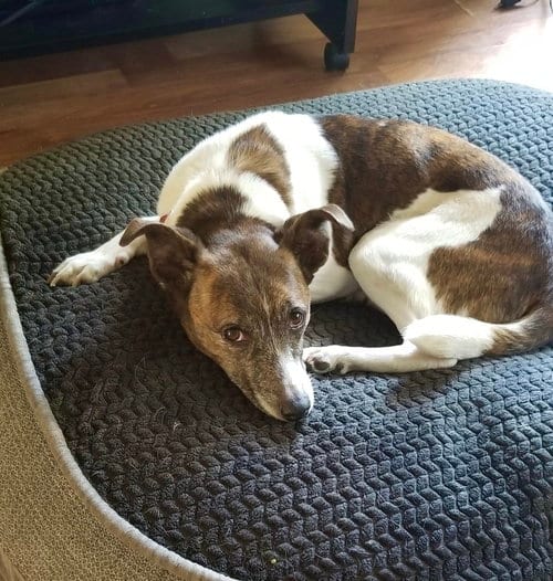 Photo of Pixie, adoptable Jack Russell Terrier in Mount Laurel, New Jersey