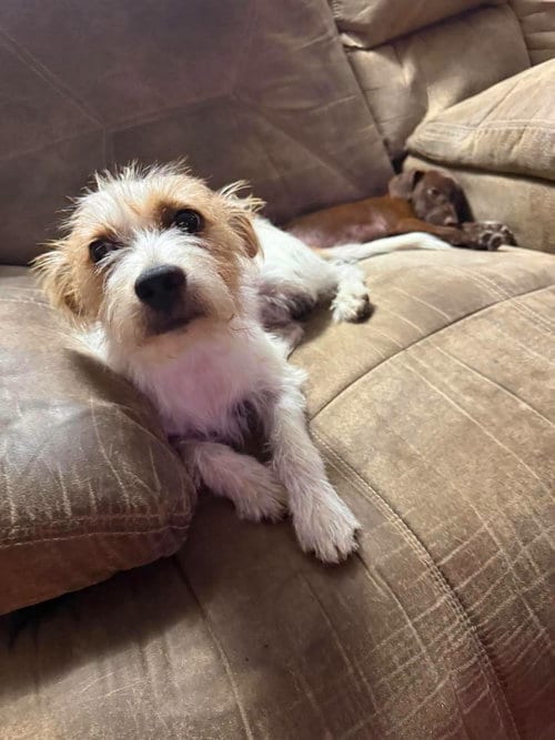 Photo of Rocco- scruffy cuteness, adoptable Jack Russell Terrier in Oakhurst, New Jersey