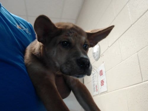 Photo of Marigold, adoptable German Shepherd Dog in Fayetteville, North Carolina