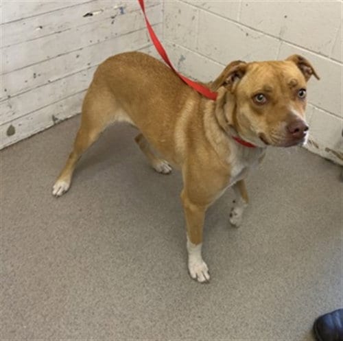 Photo of Clementine, adoptable Pit Bull Terrier in San Bernardino, California