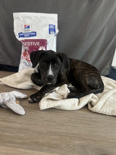 Photo of Nessie, adoptable Mastiff in Riverside, California