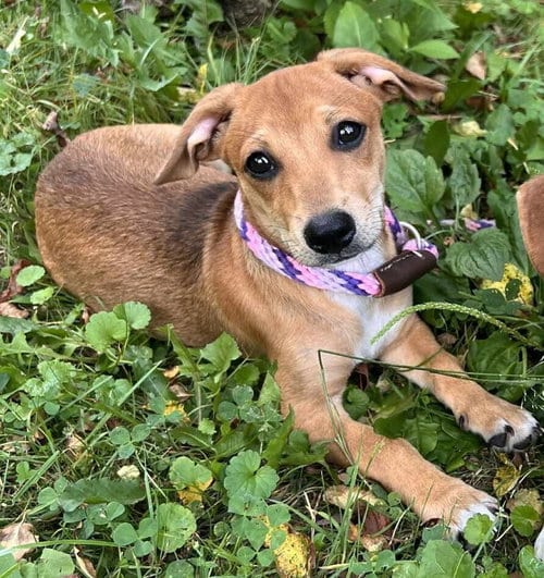 Photo of Bailey (AL), adoptable Beagle in New York, New York
