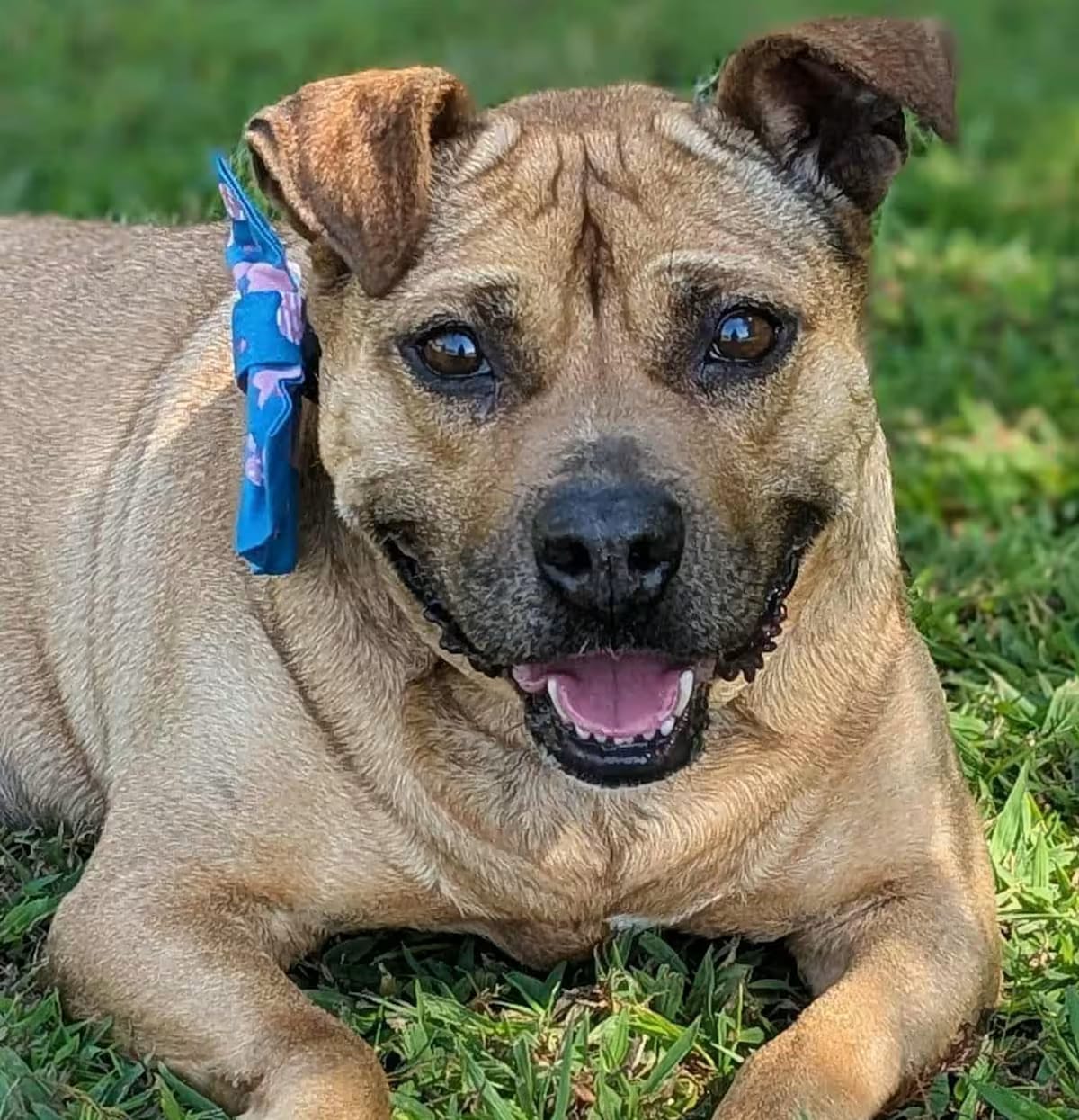 Photo of Annie, adoptable Terrier (Unknown Type, Medium) in Virginia Beach, Virginia