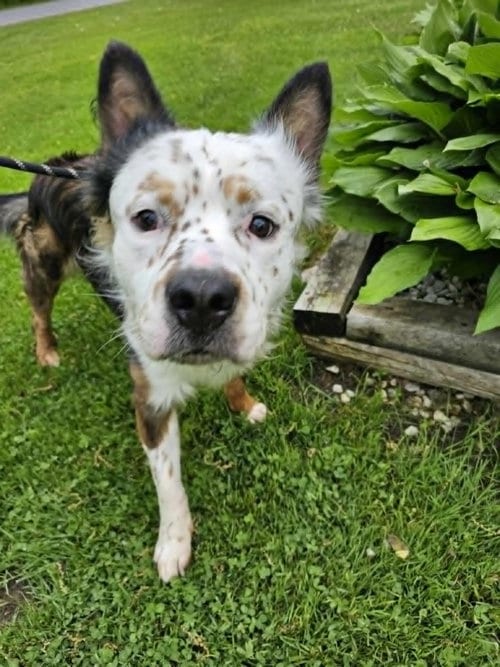 Photo of Arlo, adoptable Terrier in 133 Hilltop Rd Sprakers NY 12166, New York