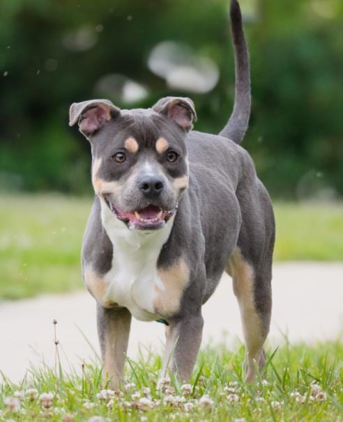 Photo of Rallo, adoptable American Bulldog in Derwood, Maryland