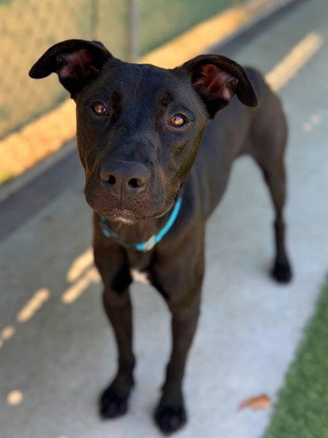 Photo of Benni, adoptable Labrador Retriever in Agoura, California