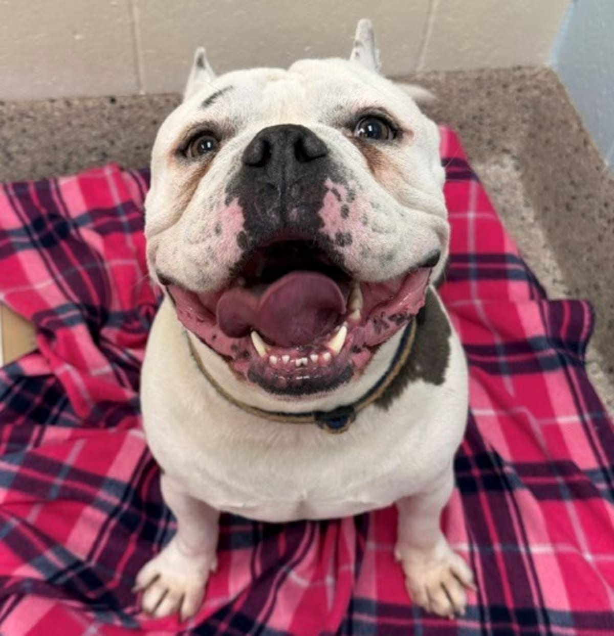 Photo of York, adoptable American Pit Bull Terrier in Brighton, Colorado