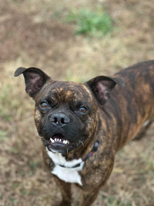 Photo of Scotch, adoptable French Bulldog in Steeleville, Illinois