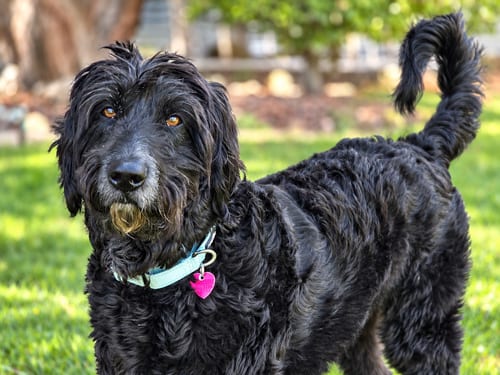 Photo of Shadowfax, adoptable Labrador Retriever in Clovis, California