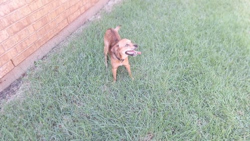 Photo of Henry, adoptable Chihuahua in Roanoke, Texas